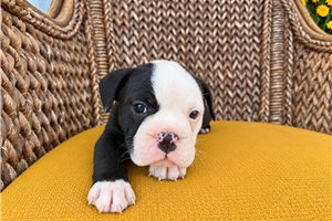 Darius - puppy for sale