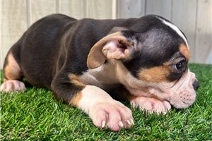 Bailey - puppy for sale