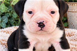 Darris, a Olde English Bulldogge puppy