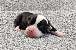 Fiona - puppy for sale