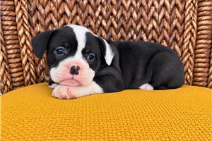Fiona - Olde English Bulldogge for sale