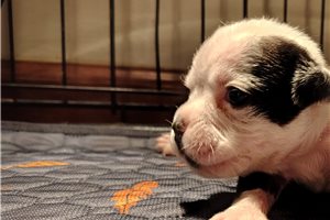 Hattie - Olde English Bulldogge for sale