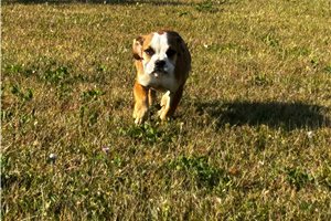 Eliza - Olde English Bulldogge for sale