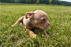 Brianna - Olde English Bulldogge for sale