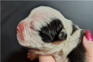 Hattie - Olde English Bulldogge for sale