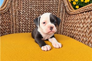 Darvin - Olde English Bulldogge for sale