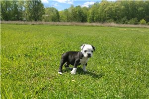 Hattie - Olde English Bulldogge for sale