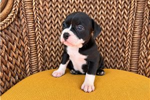 Flora - Olde English Bulldogge for sale