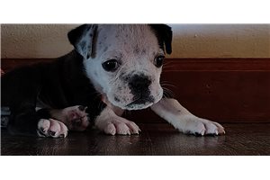 Hattie - Olde English Bulldogge for sale
