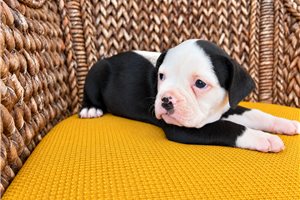 Darris - Olde English Bulldogge for sale
