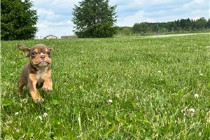 Brielle - puppy for sale