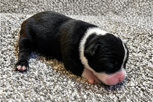 Flora - Olde English Bulldogge for sale