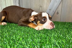Bella - Olde English Bulldogge for sale