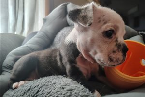 Hattie - Olde English Bulldogge for sale