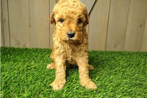 Blake - Poodle, Miniature for sale