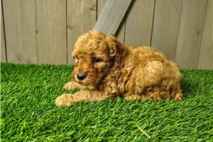 Bonnie - puppy for sale