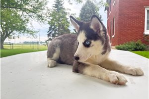 Dora - Siberian Husky for sale
