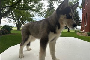 Destiny - Siberian Husky for sale