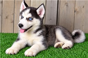 Georgina - Siberian Husky for sale