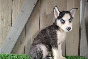 Dora - Siberian Husky for sale