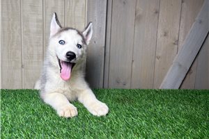 Gideon - Siberian Husky for sale
