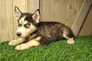 Destiny - Siberian Husky for sale