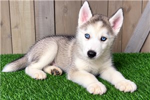 Gideon - Siberian Husky for sale