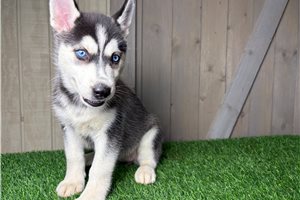 Ginger - Siberian Husky for sale