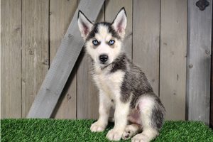 Dorian - Siberian Husky for sale