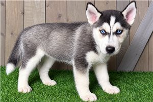 Gracie - Siberian Husky for sale
