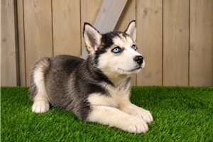 Darren - Siberian Husky for sale