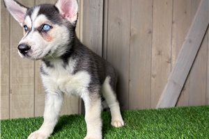 Gracie - Siberian Husky for sale