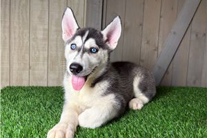Gabriel - Siberian Husky for sale