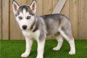Dalia - Siberian Husky for sale