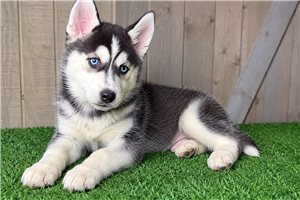 Ginger - Siberian Husky for sale