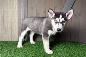 Gracie - Siberian Husky for sale