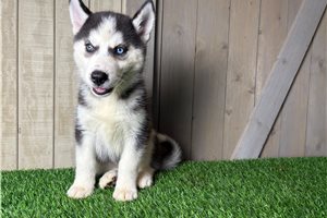 Georgina - Siberian Husky for sale