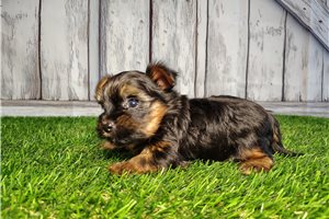 Vivienne - Yorkshire Terrier - Yorkie for sale