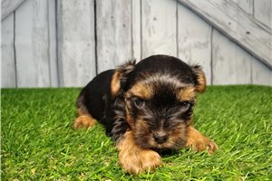 Grayson - Yorkshire Terrier - Yorkie for sale