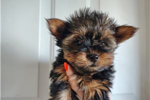 Vivienne - Yorkshire Terrier - Yorkie for sale