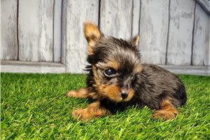 Violet - Yorkshire Terrier - Yorkie for sale