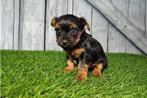 Grace - Yorkshire Terrier - Yorkie for sale