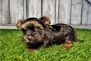Vivienne - puppy for sale