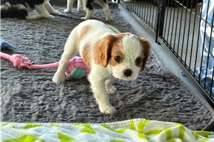 Rowan - Cavalier King Charles Spaniel for sale