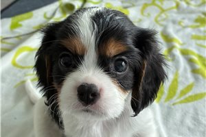 Elsa - puppy for sale