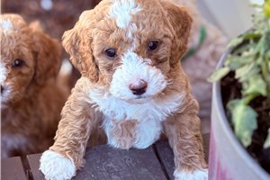 Jenny - Goldendoodle, Mini for sale