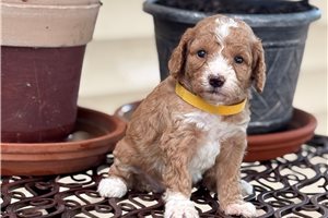 Jenny - Goldendoodle, Mini for sale