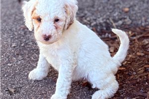 Gemma - Goldendoodle, Mini for sale