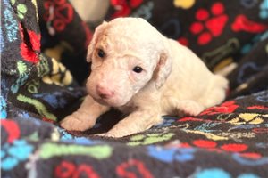 Gemma - Goldendoodle, Mini for sale