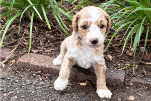 Jimmy - puppy for sale